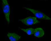 PPP1R1A Antibody in Immunocytochemistry (ICC/IF)