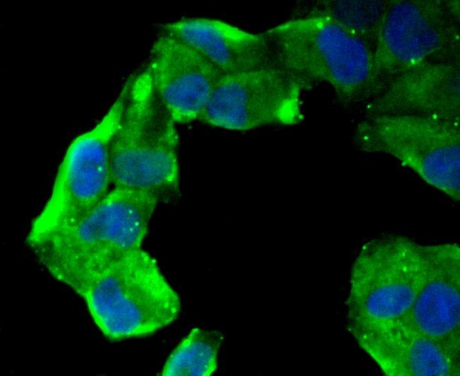 CD13 Antibody in Immunocytochemistry (ICC/IF)