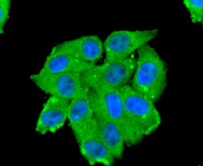 CD13 Antibody in Immunocytochemistry (ICC/IF)