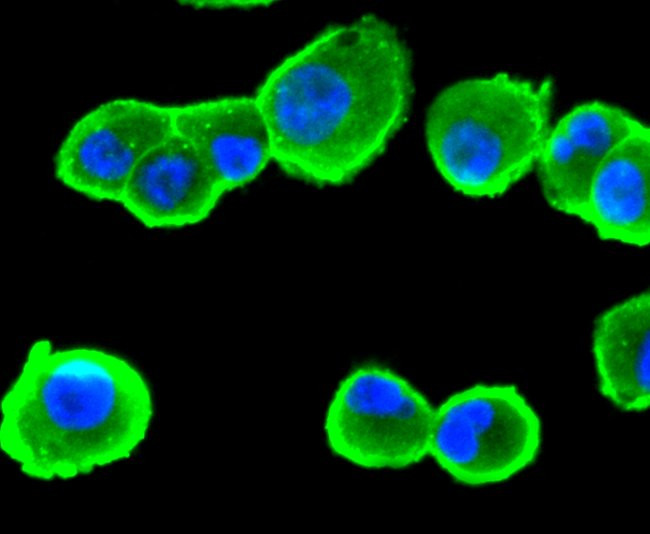 CD13 Antibody in Immunocytochemistry (ICC/IF)