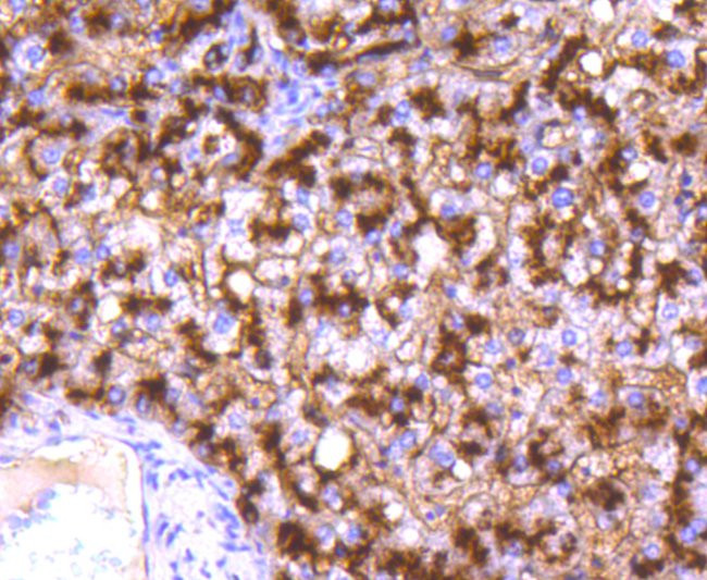 CD13 Antibody in Immunohistochemistry (Paraffin) (IHC (P))