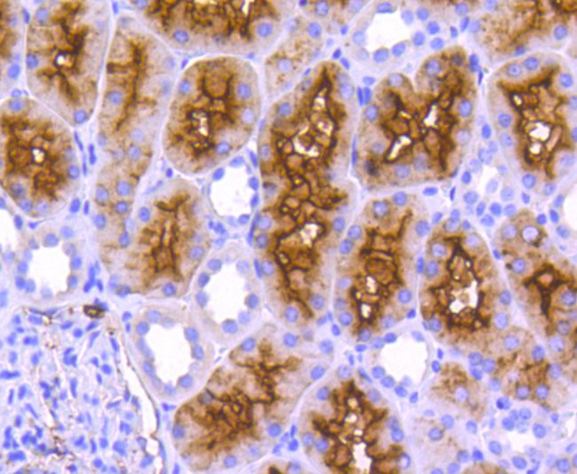 CD13 Antibody in Immunohistochemistry (Paraffin) (IHC (P))