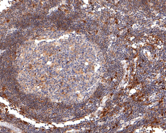 PYCARD Antibody in Immunohistochemistry (Paraffin) (IHC (P))