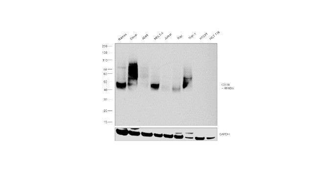 CD38 Antibody in Western Blot (WB)