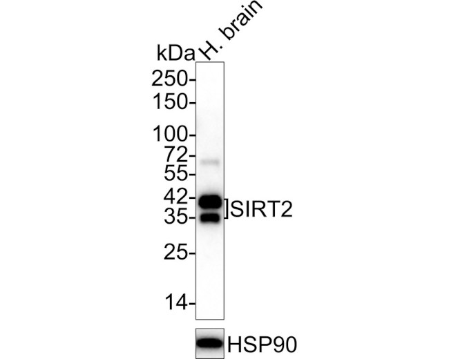 SIRT2 Antibody in Western Blot (WB)