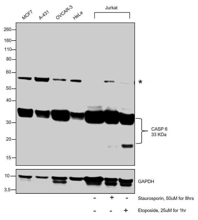 Caspase 6 p18 Antibody in Western Blot (WB)