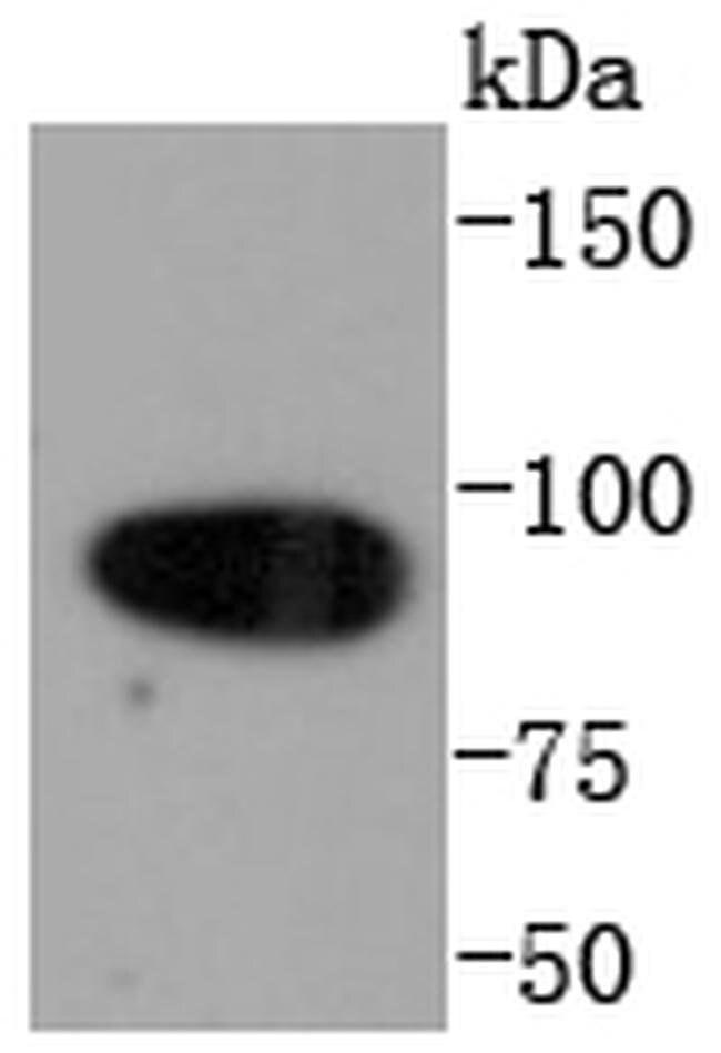 Calnexin Antibody in Western Blot (WB)