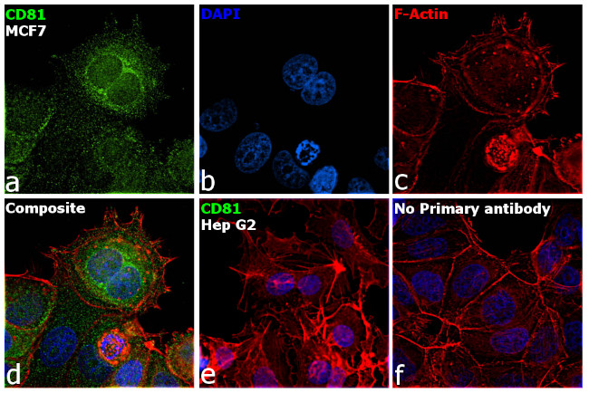 CD81 Antibody