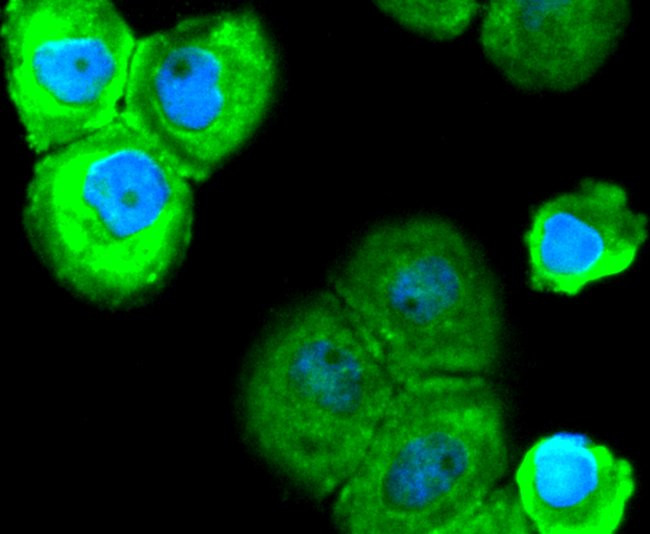 SOX10 Antibody in Immunocytochemistry (ICC/IF)