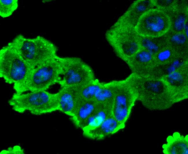 SOX10 Antibody in Immunocytochemistry (ICC/IF)