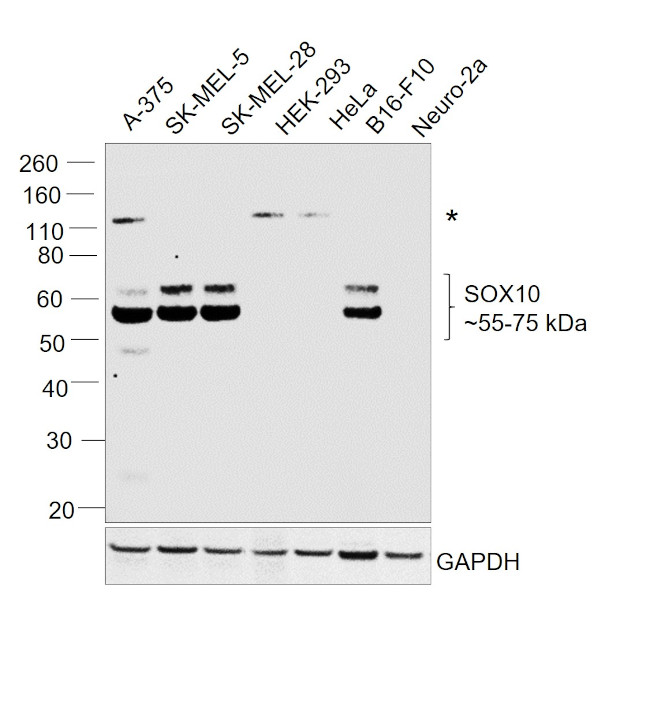 SOX10 Antibody in Western Blot (WB)