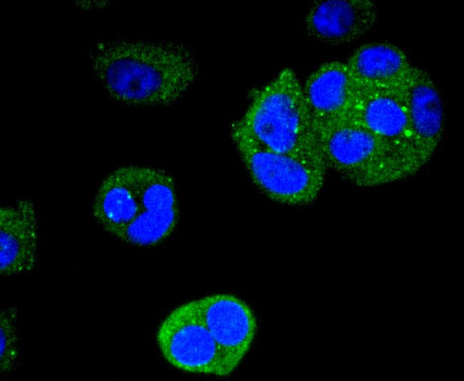 Cytokeratin 4 Antibody in Immunocytochemistry (ICC/IF)