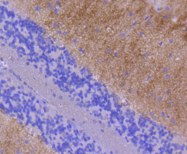 GluR1 Antibody in Immunohistochemistry (Paraffin) (IHC (P))