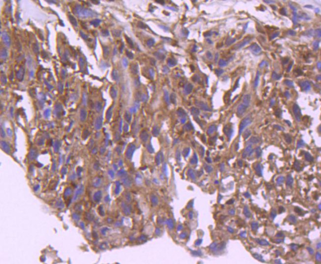 IRF3 Antibody in Immunohistochemistry (Paraffin) (IHC (P))