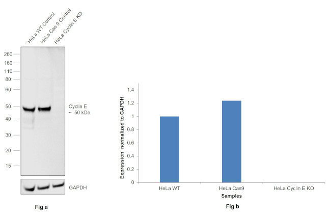 Cyclin E Antibody