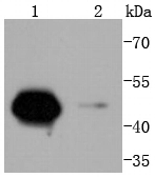 Cyclin A2 Antibody in Western Blot (WB)