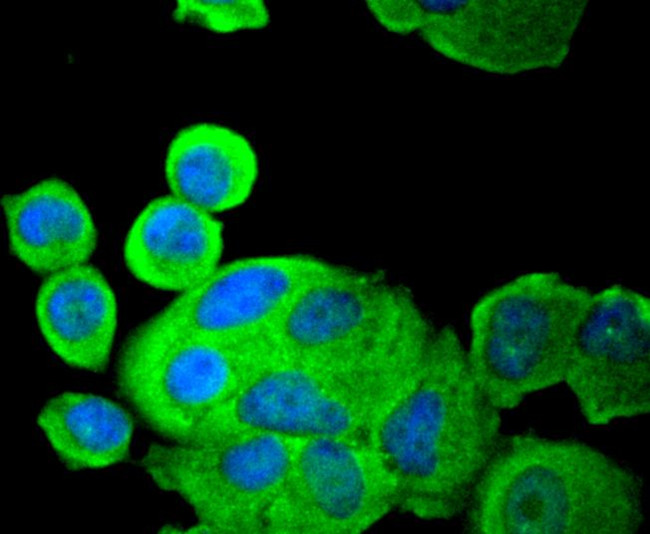 PDPK1 Antibody in Immunocytochemistry (ICC/IF)