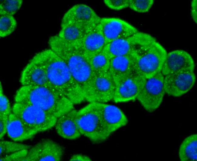 PDPK1 Antibody in Immunocytochemistry (ICC/IF)