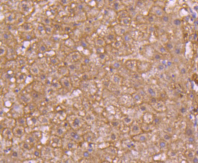 pro-Caspase 7 Antibody in Immunohistochemistry (Paraffin) (IHC (P))