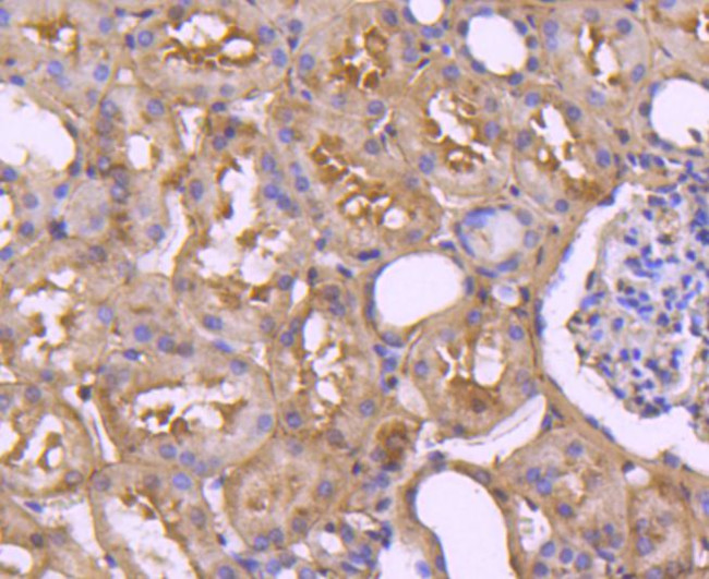 pro-Caspase 7 Antibody in Immunohistochemistry (Paraffin) (IHC (P))