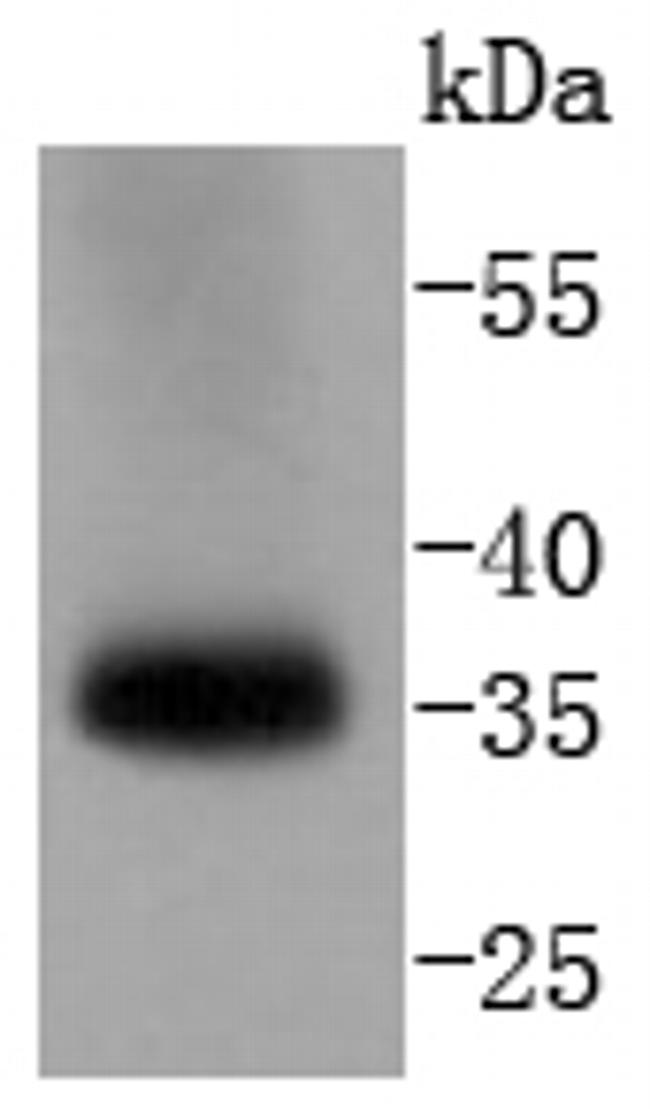 pro-Caspase 7 Antibody in Western Blot (WB)