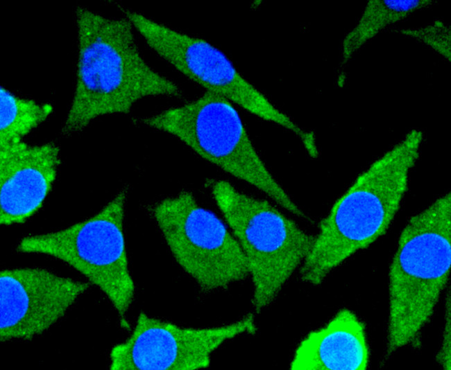 MKK7 Antibody in Immunocytochemistry (ICC/IF)