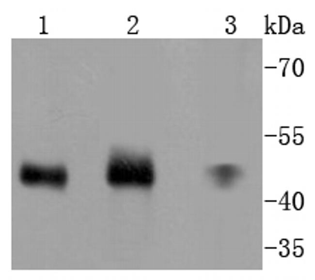 MKK7 Antibody in Western Blot (WB)