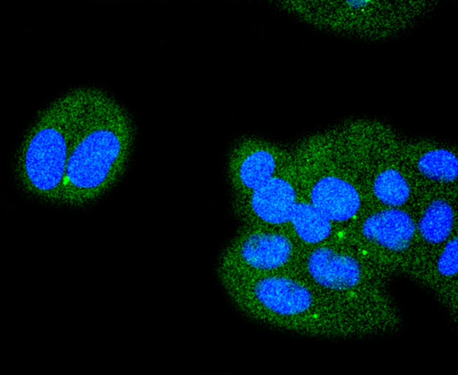 ATF4 Antibody in Immunocytochemistry (ICC/IF)