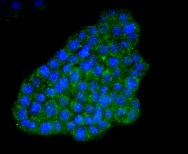 ATF4 Antibody in Immunocytochemistry (ICC/IF)