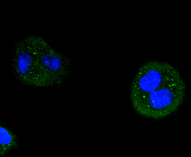 Cyclin D3 Antibody in Immunocytochemistry (ICC/IF)