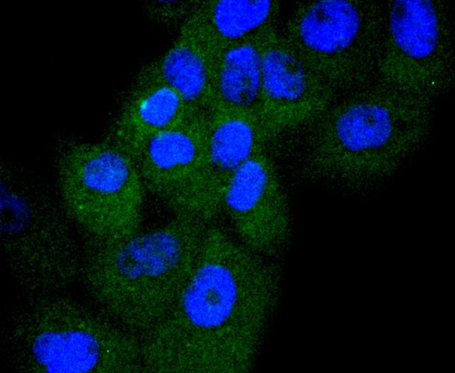 Cyclin D3 Antibody in Immunocytochemistry (ICC/IF)