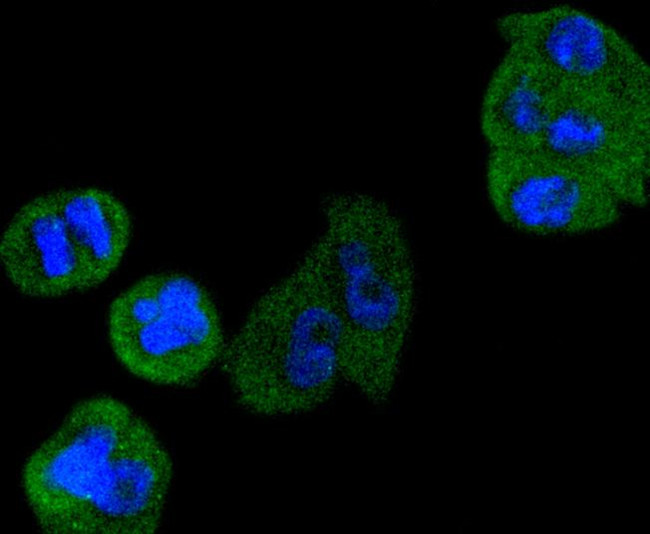 Cyclin D3 Antibody in Immunocytochemistry (ICC/IF)