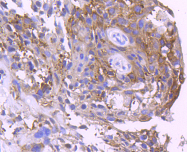 14-3-3 sigma Antibody in Immunohistochemistry (Paraffin) (IHC (P))