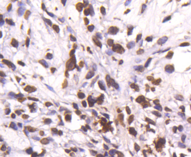 Histone H4 Antibody in Immunohistochemistry (Paraffin) (IHC (P))