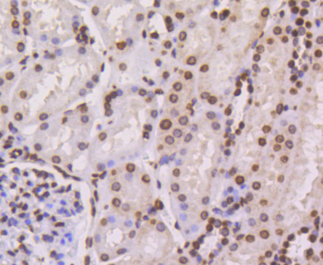 Histone H4 Antibody in Immunohistochemistry (Paraffin) (IHC (P))