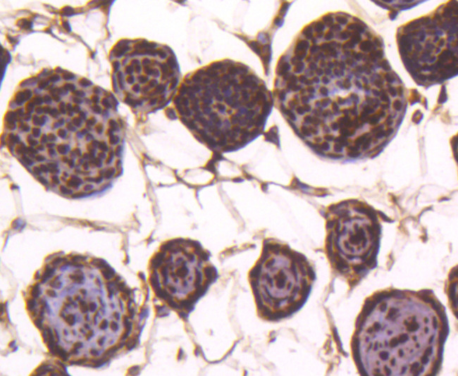 Histone H4 Antibody in Immunohistochemistry (Paraffin) (IHC (P))