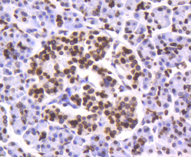 Histone H4 Antibody in Immunohistochemistry (Paraffin) (IHC (P))