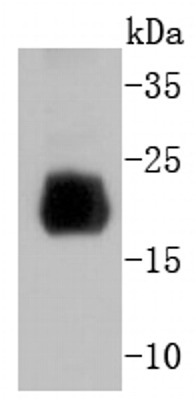 Histone H4 Antibody in Western Blot (WB)