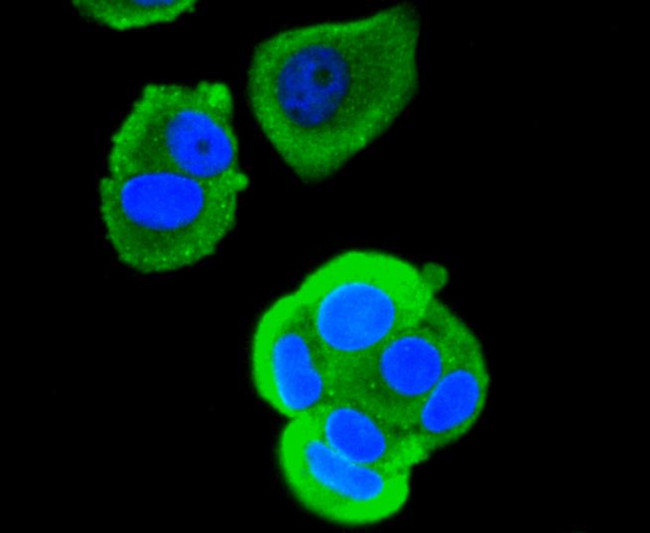 RUNX1/RUNX2/RUNX3 Antibody in Immunocytochemistry (ICC/IF)