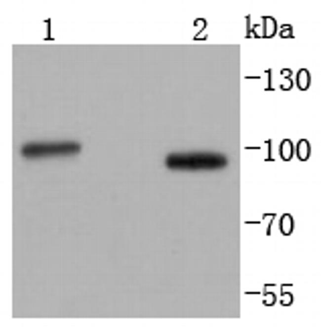 STIM1 Antibody in Western Blot (WB)