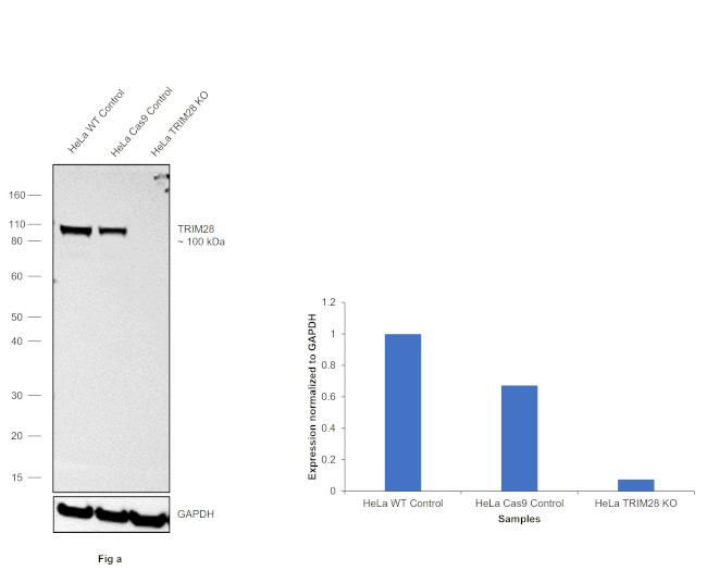 TRIM28 Antibody