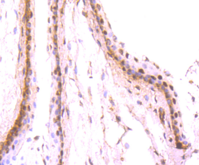 PAX6 Antibody in Immunohistochemistry (Paraffin) (IHC (P))