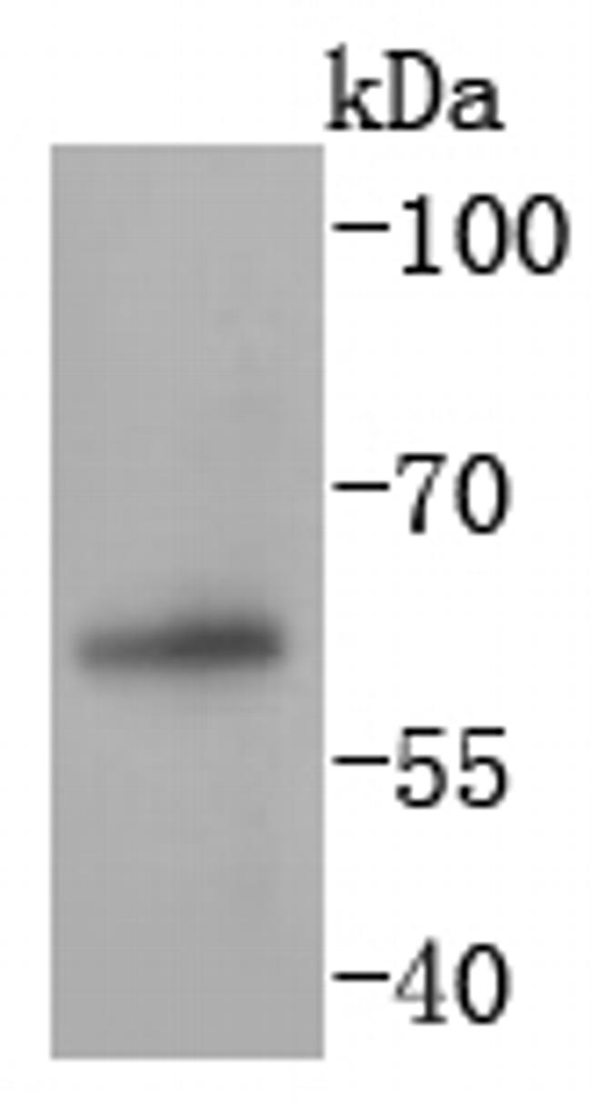 PAX7 Antibody in Western Blot (WB)