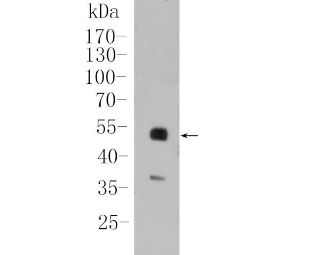 PAX8 Antibody in Western Blot (WB)