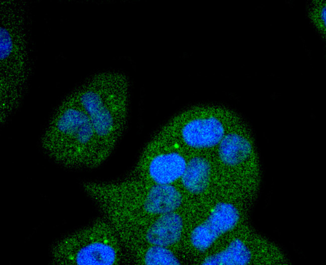 FGFR1 Antibody in Immunocytochemistry (ICC/IF)