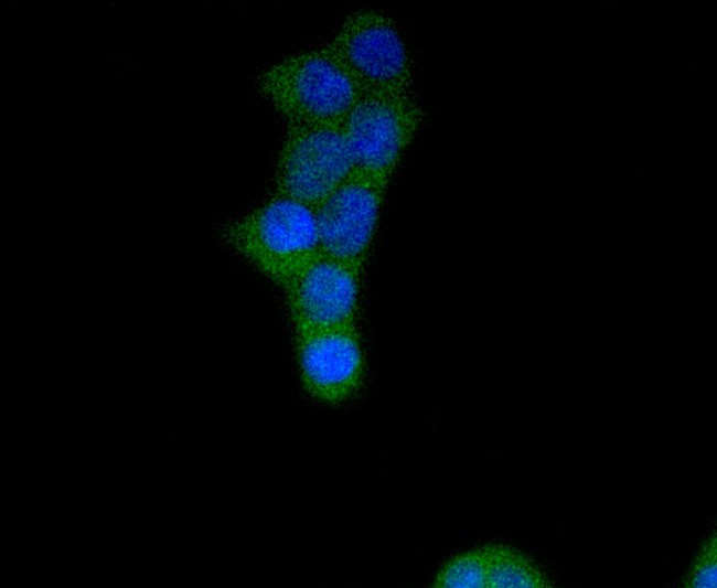 FGFR1 Antibody in Immunocytochemistry (ICC/IF)