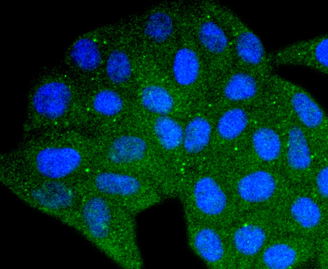 DYNLL1 Antibody in Immunocytochemistry (ICC/IF)