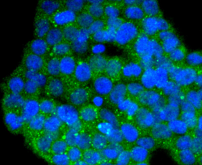 DYNLL1 Antibody in Immunocytochemistry (ICC/IF)