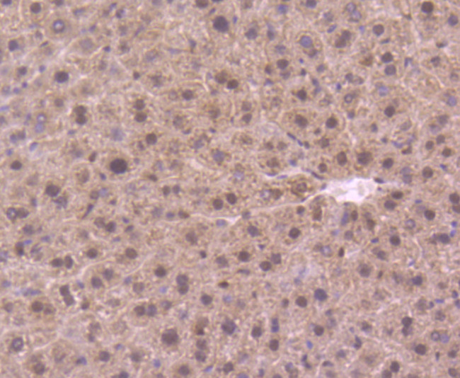 DYNLL1 Antibody in Immunohistochemistry (Paraffin) (IHC (P))