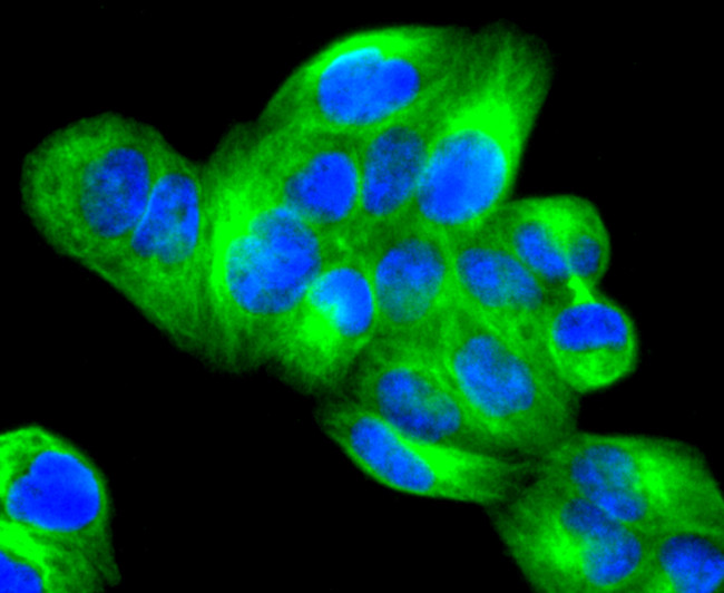 JNK3 Antibody in Immunocytochemistry (ICC/IF)